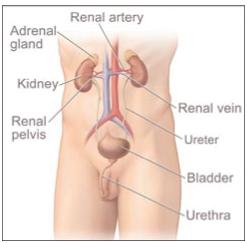 This picture shows the male urinary tract.
