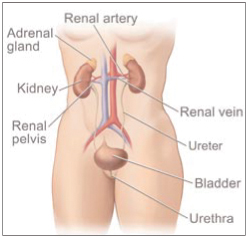This picture shows the female urinary tract.