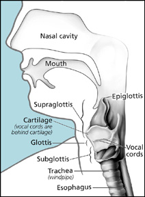 subglottis